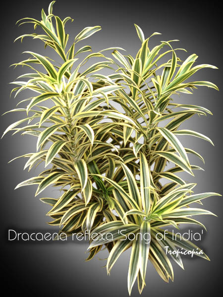 Dracaena - Dracaena reflexa 'Song of India' - Yellow Malaysian Dracaena